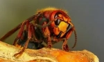 Hornet: opis i vrste